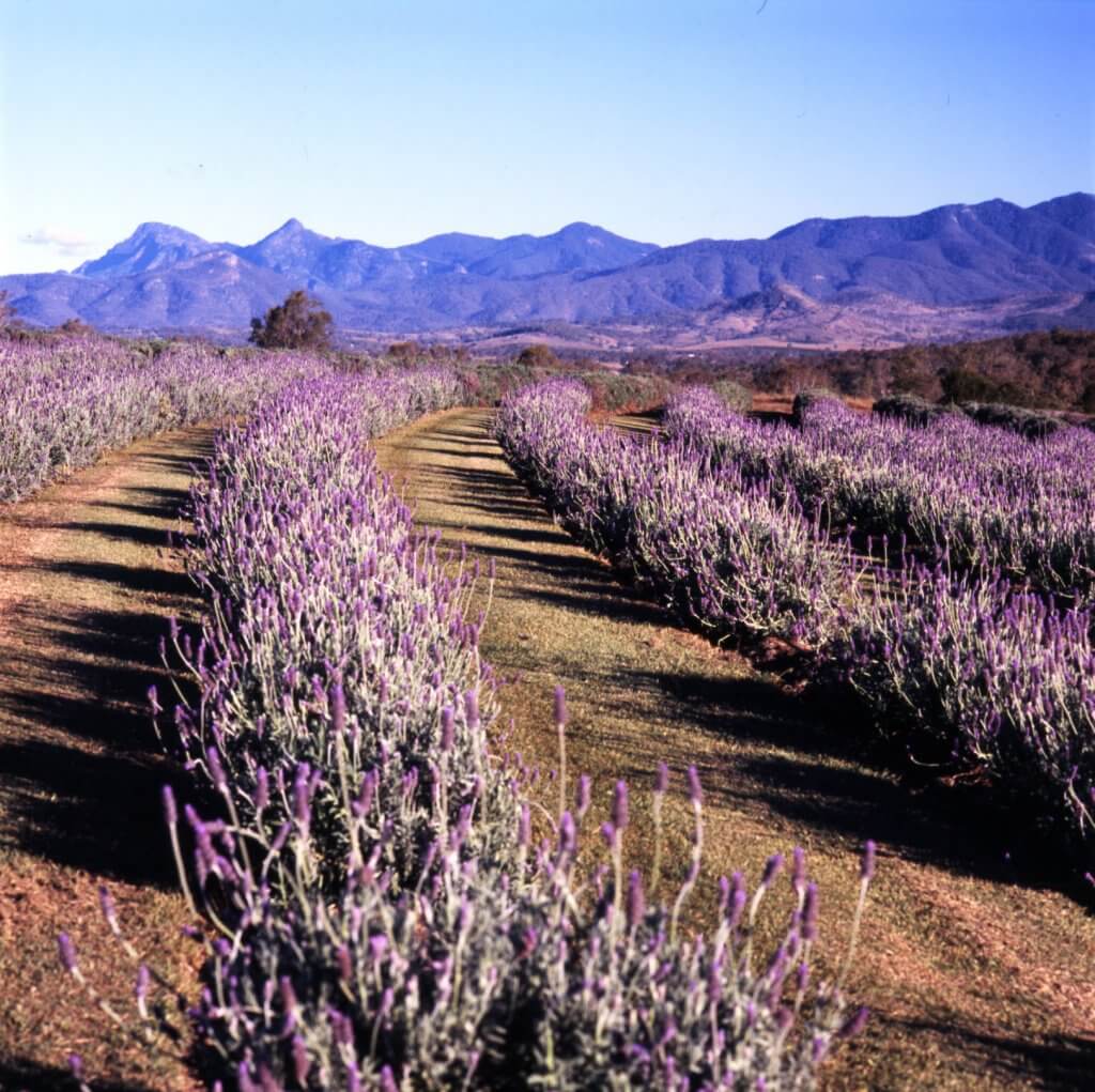 Kooroomba Lavender Vineyards Farm Tours